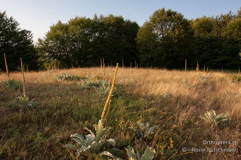 Beweidete Bergwiese in einer Waldlichtung - GR, Westmakedonien, Mt. Vernon, 23.07.2012