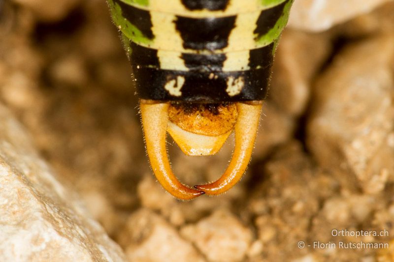 Cerci ♂ - HR, Istien, Učka Nationalpark, 13.06.2014