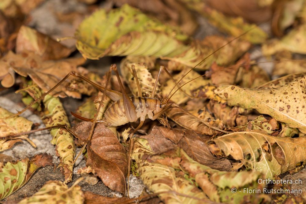 Dolichopoda laetitiae ♀ - IT, Marken, Fabriano, 08.10.2014