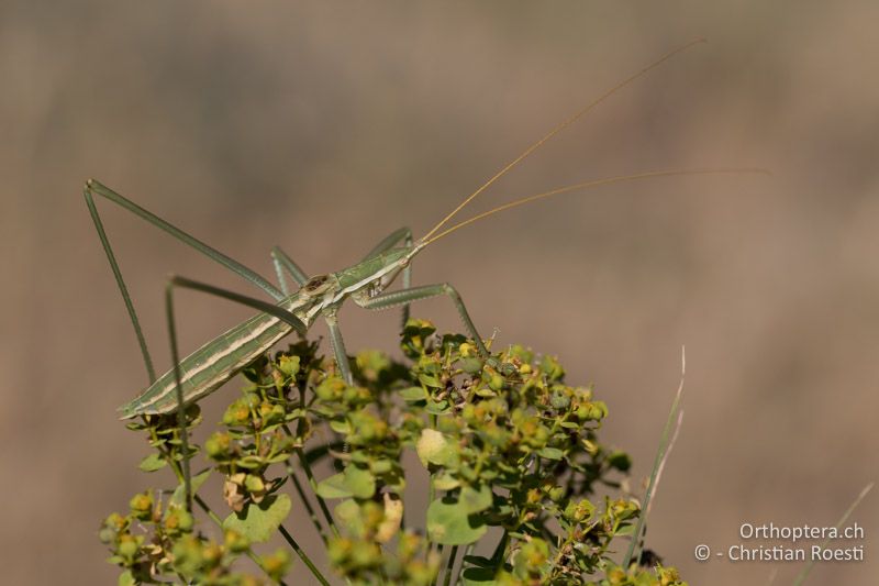♂ von Saga campbelli - GR, Zentralmakedonien, Efkarpia, 05.07.2017