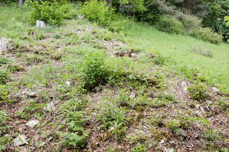 Magere Wiese am Waldrand mit offenem Boden und Gesteinsschotter - CH, SH, Merishausen, 07.06.2013