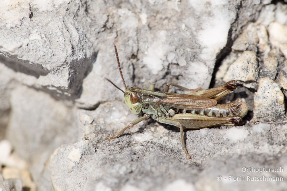 Stenobothrus apenninus ♂ - IT, Marken, Mt. Catria, 27.09.2014