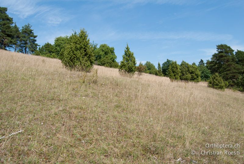 Wacholderheide - DE, Bayern, Gungolding, 06.08.2008