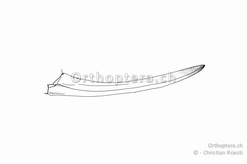 Legeröhre von Ephippiger diurnus ♀.