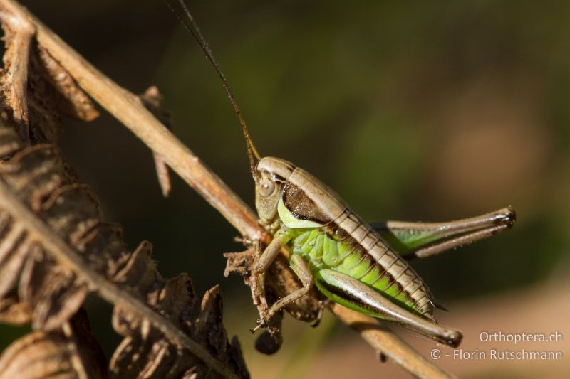 Larve von Pholidoptera littoralis insubrica ♂ - CH, TI, Mugena, 17.05.2012