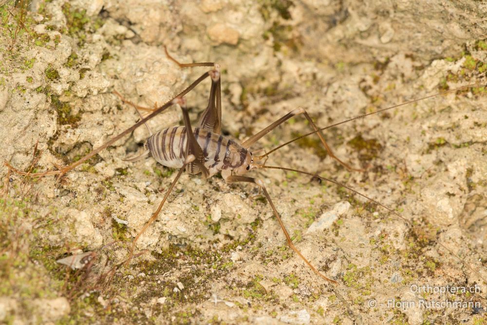 Dolichopoda annae ♂ - GR, Thessalien, Mt. Ossa, 21.06.2015