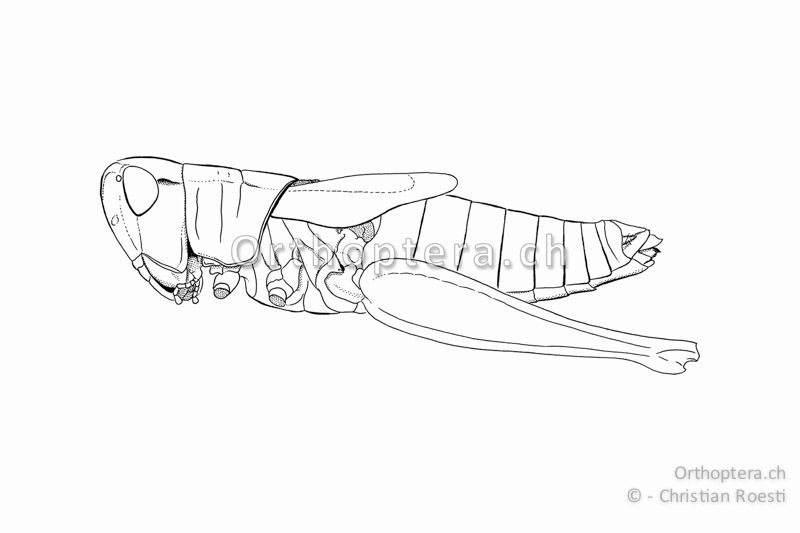 Pseudochorthippus parallelus ♀. Die Vorderflügel erreichen ca. das Ende des 3. Rückensegments.