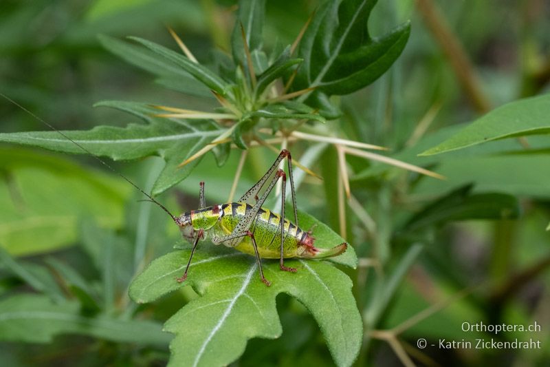 Poecilimon thoracicus ♀ - BG, Chaskowo, Matochina, 09.07.2018