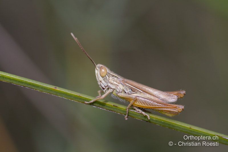 Euchorthippus elegantulus ♂ - FR, Hérault, La Grande-Motte, 10.07.2014