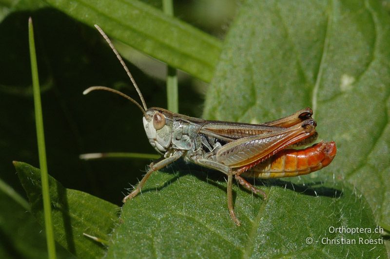 Stenobothrus nigromaculatus ♂, hellgraue Farbvariante - CH, VS, Turtmann, 13.07.2007