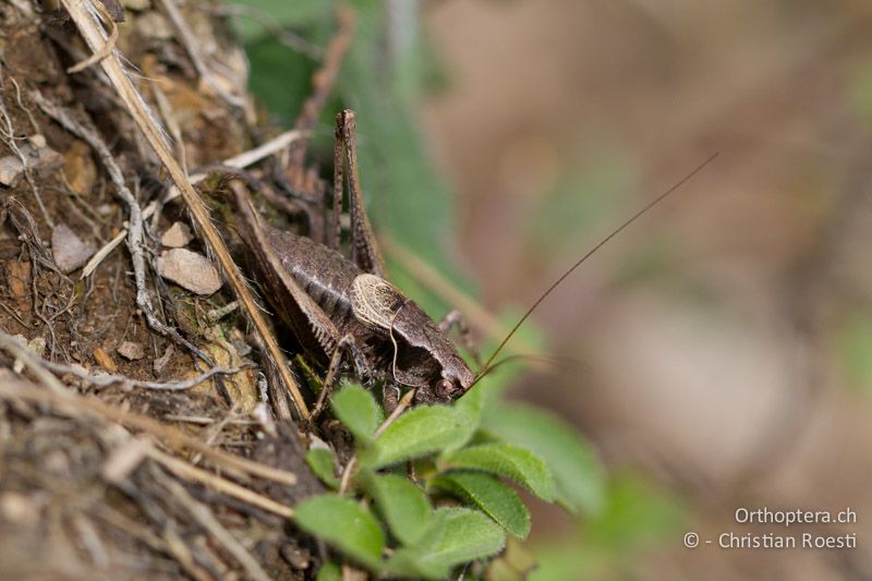 Pholidoptera griseoaptera ♂. Das Halsschild ist hinten nur ganz schmal hell gesäumt - CH, TI, Mt. Generoso, 30.09.2010