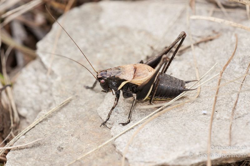 Pholidoptera aptera ♂ - CH, TI, Mt. Tamaro, 29.08.2010