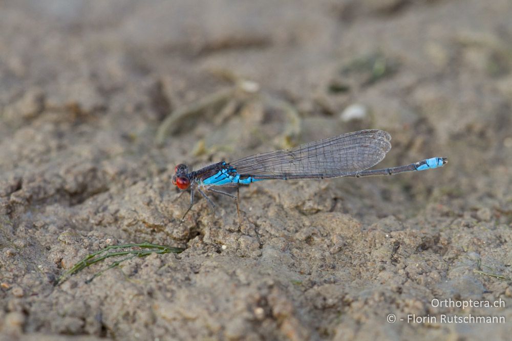 Kleines Granatauge (Erythromma viridulum) - Kalodiki-See, 08.07.2012