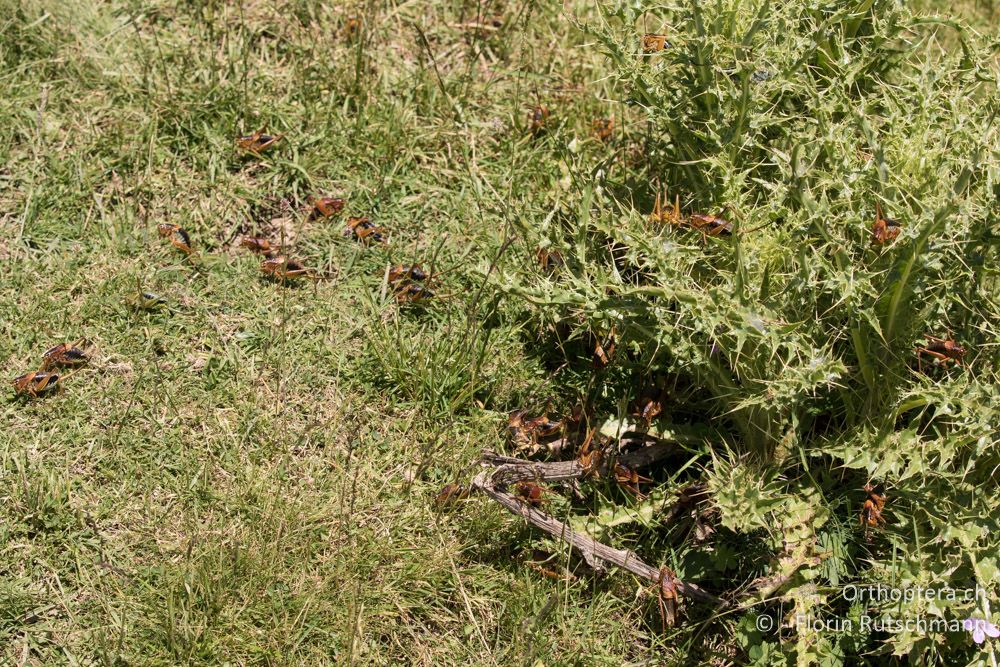Massenauftreten von Psorodonotus macedonicus und Polysarcus scutatus in einer Intensivweide - GR, Thessalien, Mt. Anilio, 25.06.2015