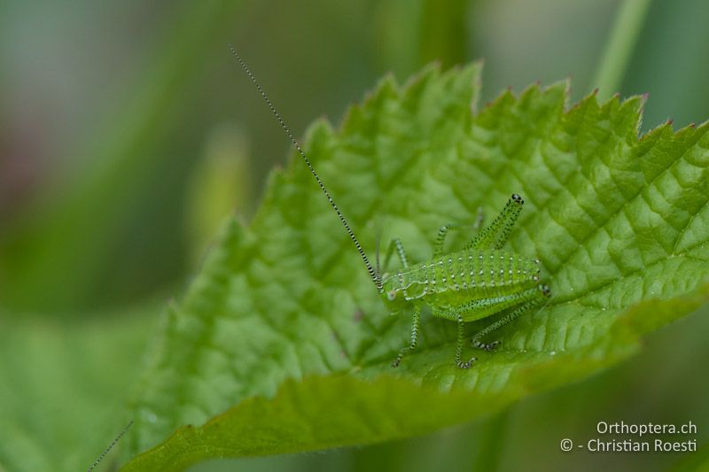Kleine Larve von Leptophyes boscii - IT, Venetien, Schio, Mt. Summano, 22.06.2010
