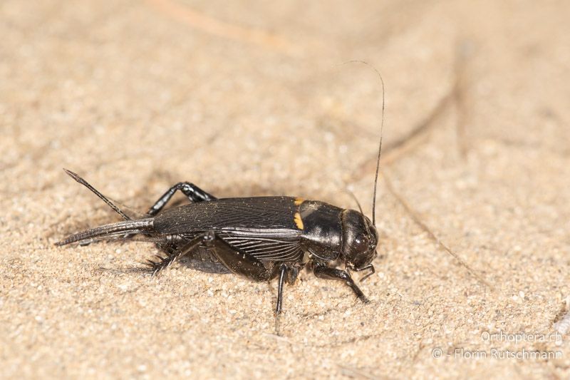 Gryllus bimaculatus ♀ - IT, Toskana, Castiglione della Pescaia, 06.10.2023