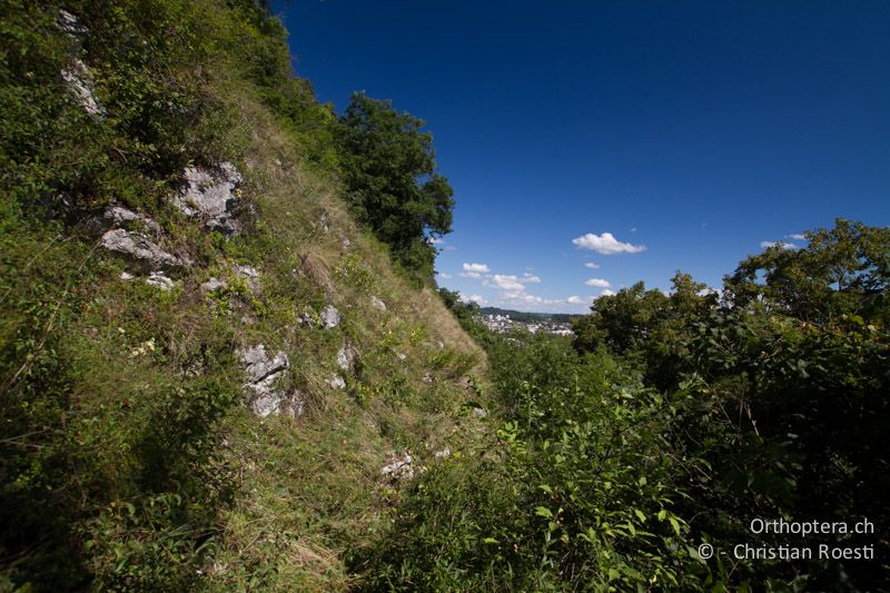 Verwaldete Felsensteppe - CH, BE, Biel, 09.09.2013