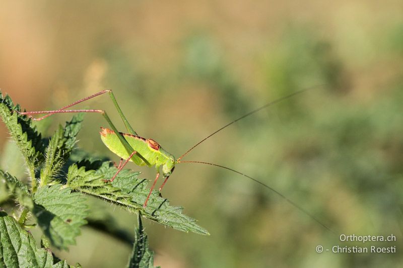 Leptophyes laticauda ♂ - CH, TI, Mt. Generoso, 04.08.2013