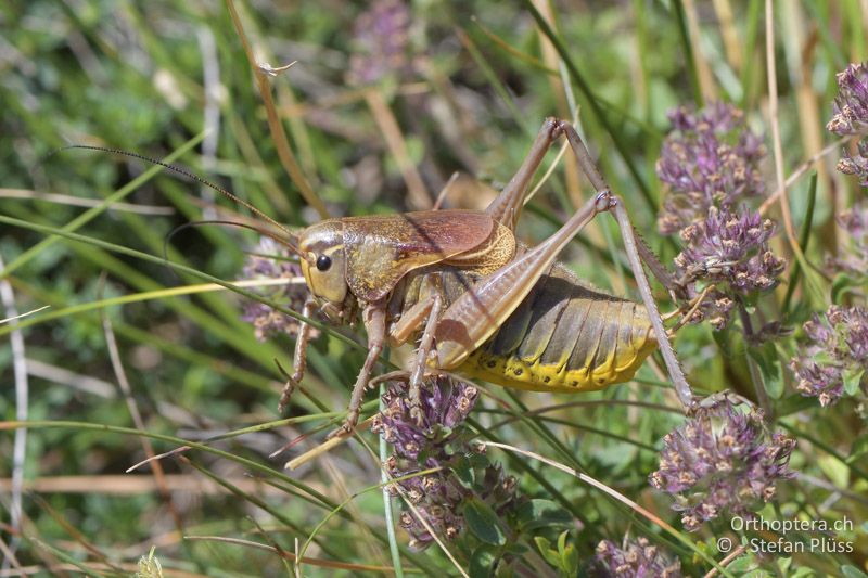 Psorodonotus macedonicus ♂ - GR, Westmakedonien, Pisoderi am Mt. Varnous, 12.07.2017