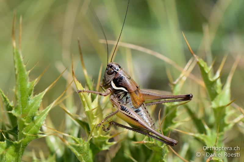 Anterastes serbicus ♂ - GR, Ostmakedonien, Mt. Pangeon, 06.07.2017