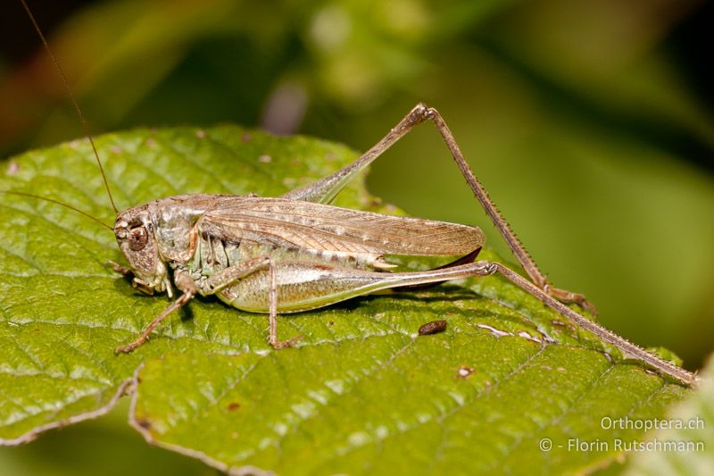Platycleis albopunctata ♀ - CH, TG, Immenberg, 07.08.2010