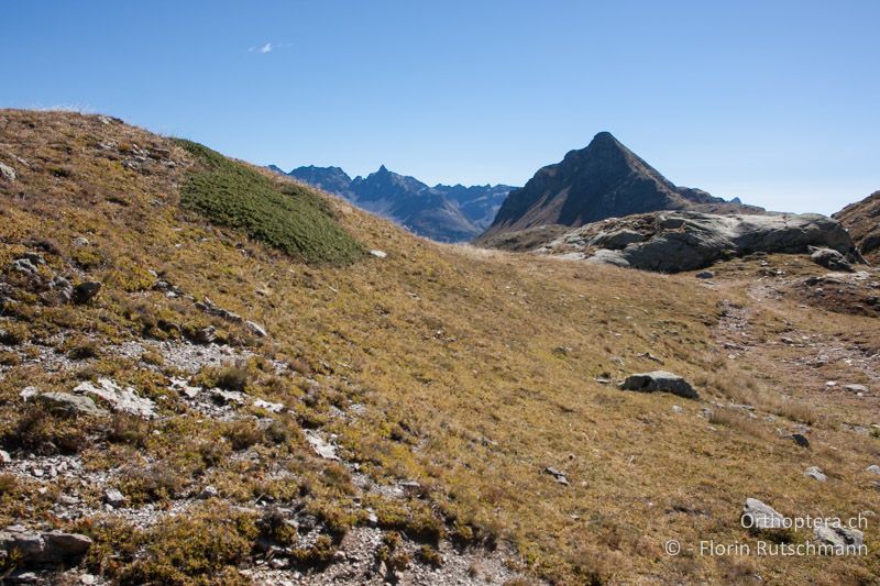 Bergweide mit Zwergstrauchheide - CH, GR, Berninapass, 20.09.2013