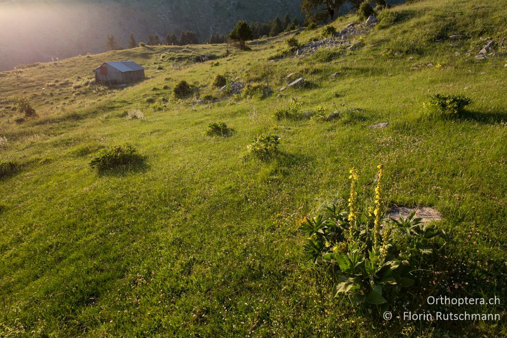 Alphütte im Abendlicht - GR, Thessalien, Pindos-Gebirge, 23.06.2015
