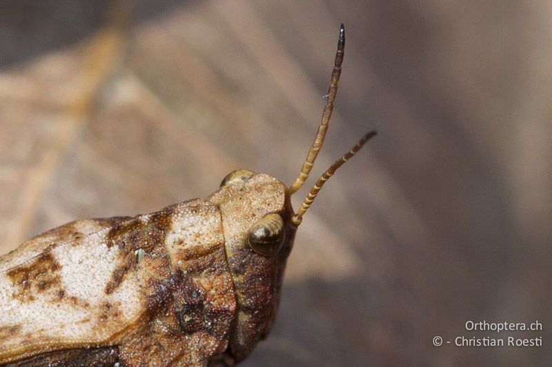 Tetrix undulata ♀. Zu beachten ist, dass der Stirngipfel nach vorne winklig über die Augen hervorsteht - CH, BE, Bickigen, 21.03.2012