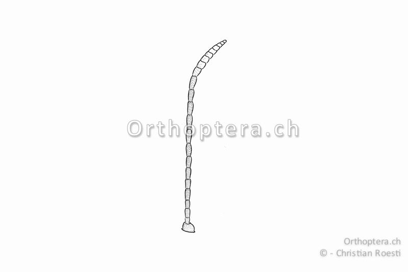 Rechter Fühler von Stenobothrus nigromaculatus ♂. Er ist an der Spitze leicht erweitert und gebogen.