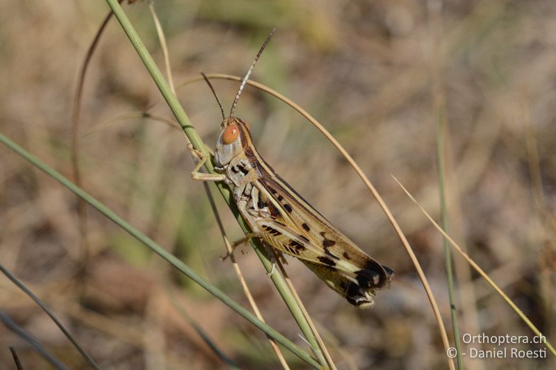 Ramburiella turcomana ♂ - GR, Westmakedonien, Xino Nero, 10.07.2017