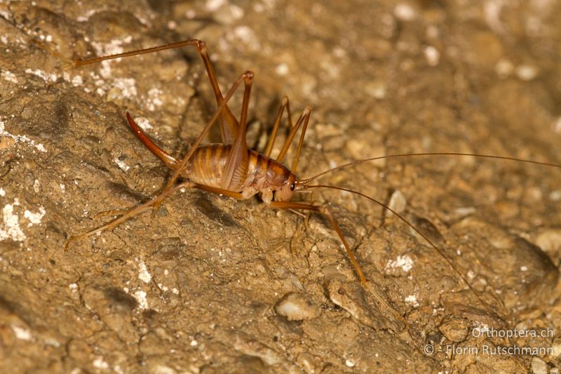 Dolichopoda geniculata ♀ - CH, TI, Mendrisio, 07.11.2013
