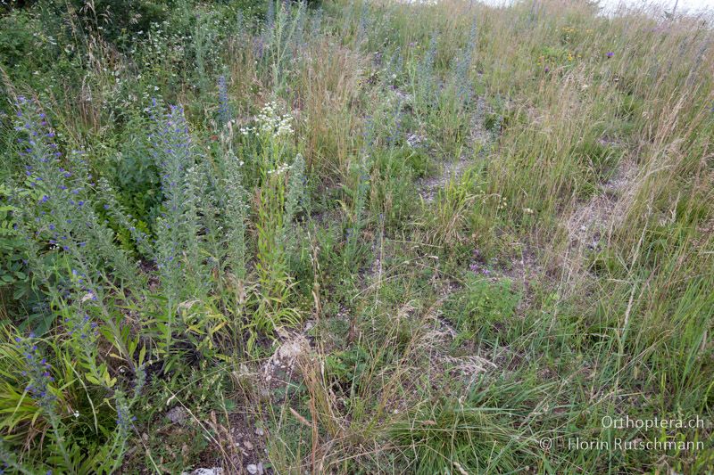 Lückige Vegetation in einem Halbtrocken- bis Trockenrasen - AT, Niederösterreich, Pfaffstätten, 04.07.2016