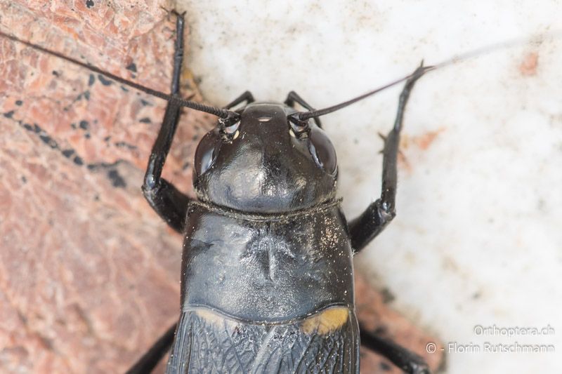 Gryllus bimaculatus ♀, Kopf und Halsschild - IT, Toskana, Castiglione della Pescaia, 02.10.2023