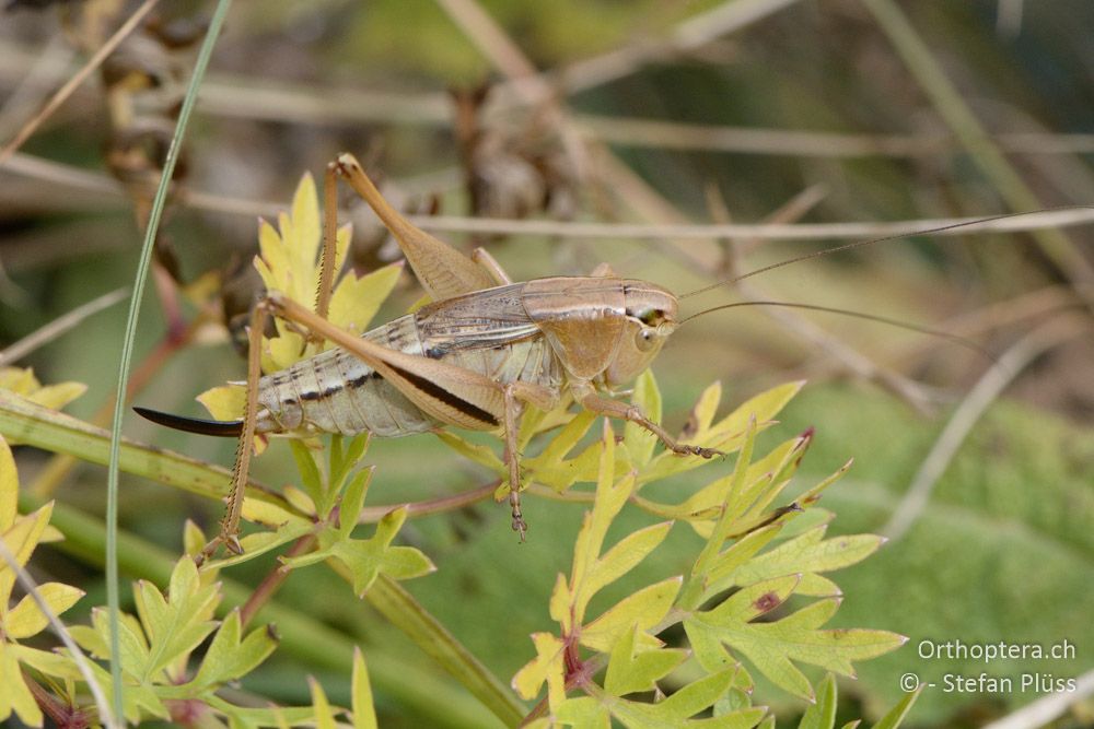 Bicolorana kraussi (kuntzeni) ♀ - HR, Istrien, Račja Vas, Dol, 24.07.2015