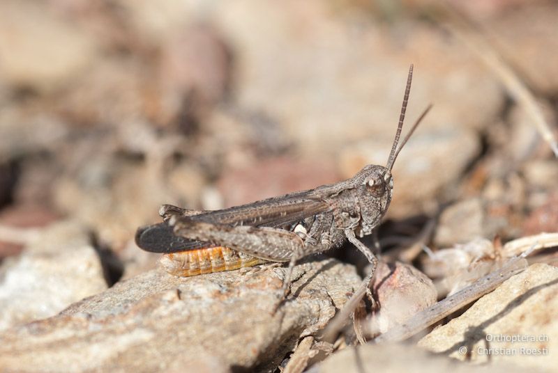 Omocestus raymondi, Männchen