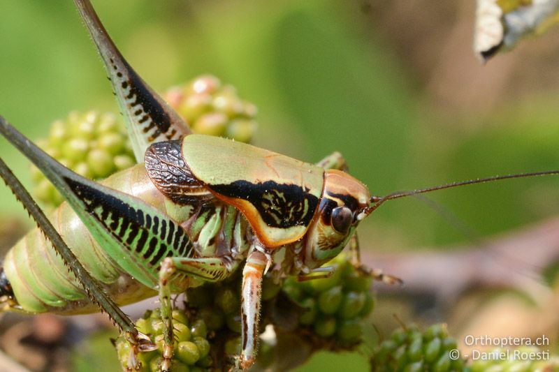 Eupholidoptera megastyla ♂ - GR, Zentralmakedonien, Alonia, 15.07.2017