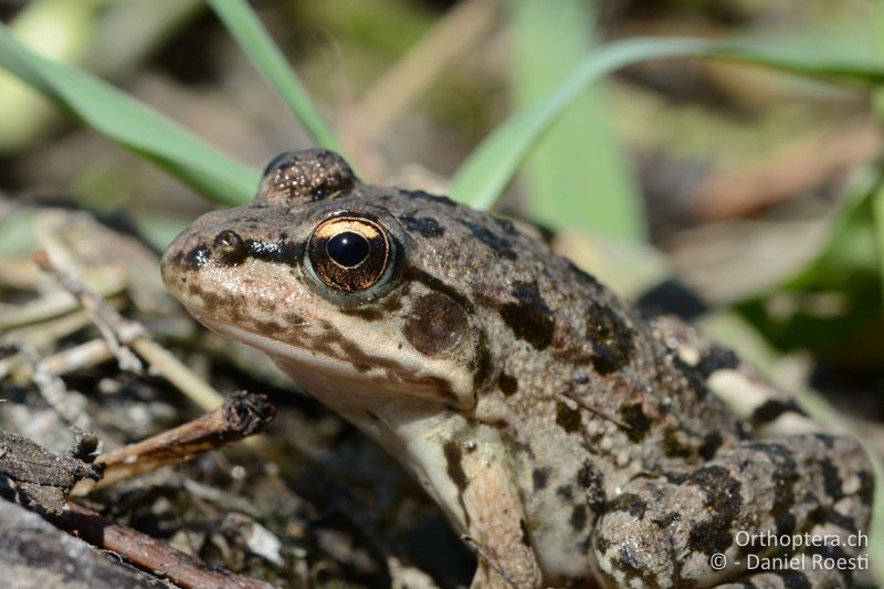 Balkan-Wasserfrosch - GR, Zentralmakedonien, am Kerkini-See, 08.07.2017