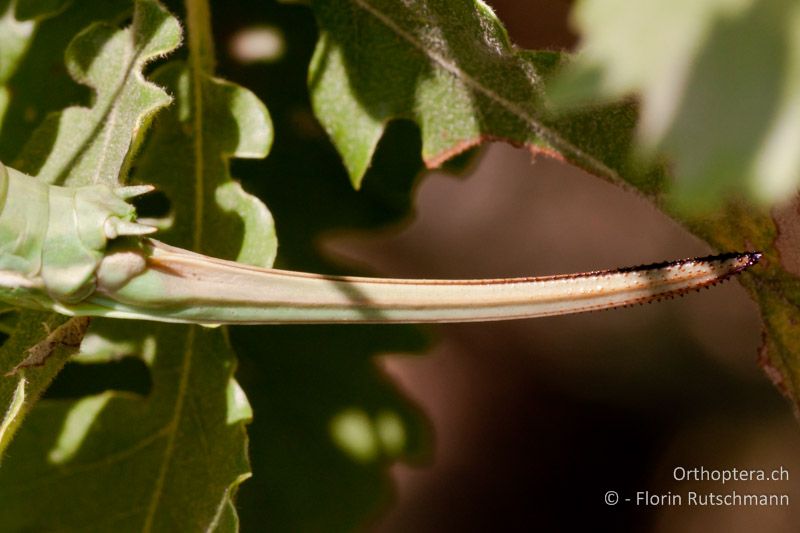 Legeröhre von Saga pedo ♀ - HR, Istrien, Brovinje, 20.07.2010