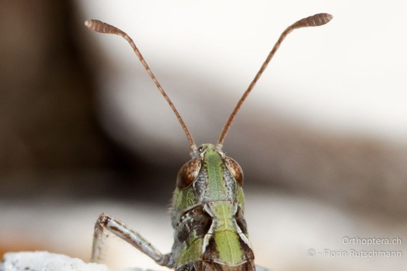 Deutlich keulenförmig erweiterte Fühlerenden beim Myrmeleotettix maculatus ♂ - GR, Epirus, Mt. Tomaros, 13.07.2011