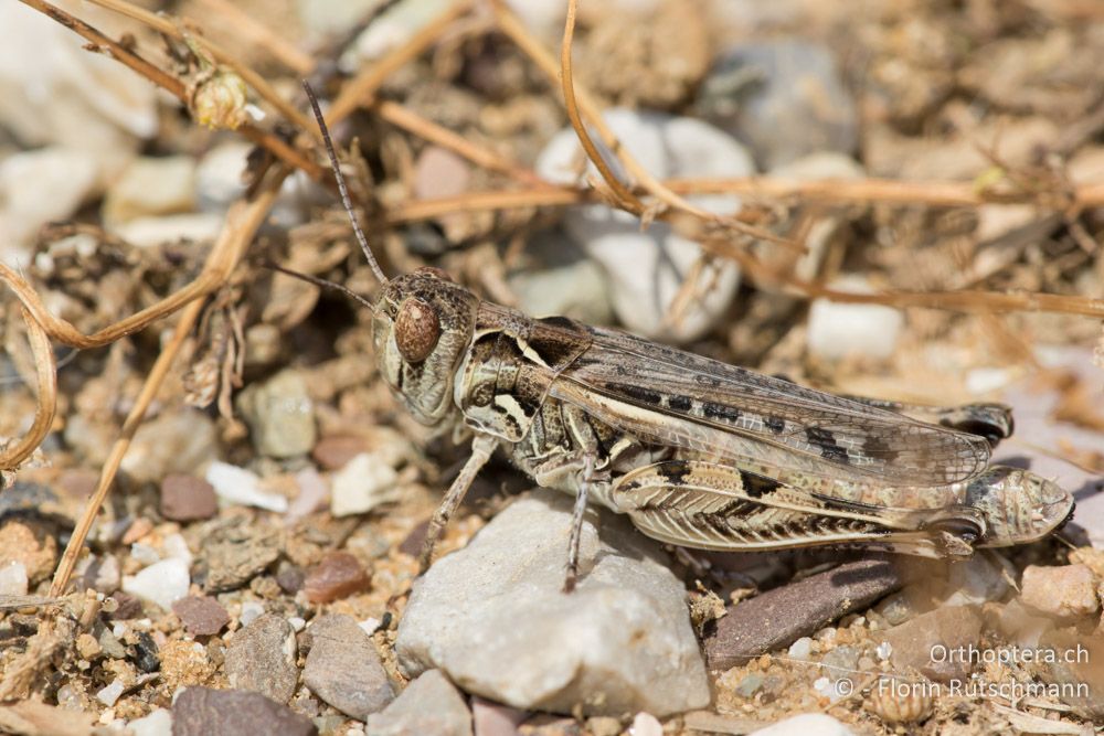 Dociostaurus brevicollis ♀ - GR, Thessalien, Pindos-Gebirge, 23.06.2015