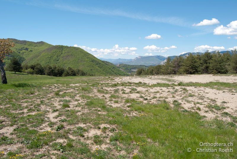 Wiese auf über 1000 m - FR, Alpes-de-Haute-Provence, Curbans, 01.05.2009