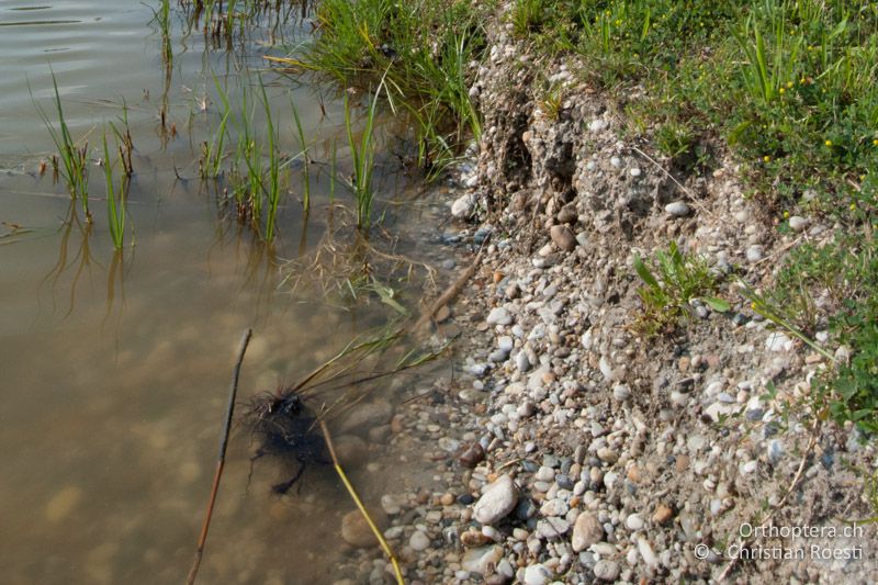 Künstlicher Fischteich, Lebensraum der beiden Xya-Arten - AT, Burgenland, Apetlon, Rosaliakapelle, 30.06.2010