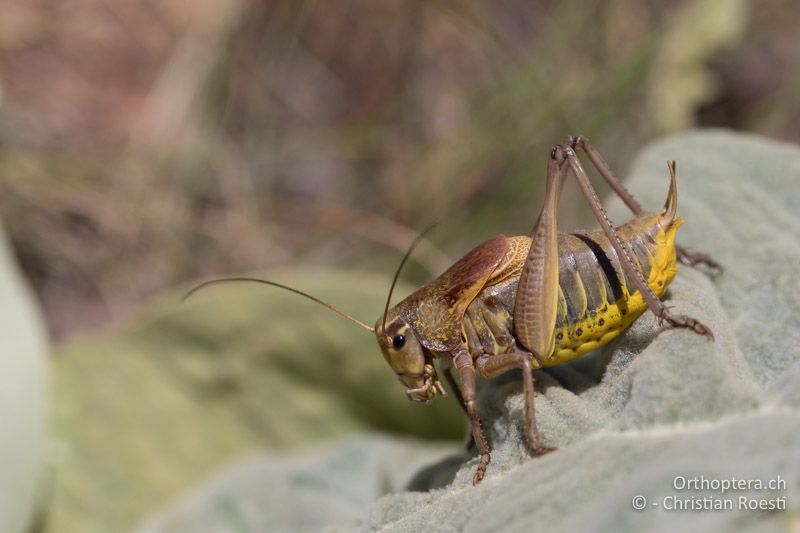 Bergschrecke Psorodonotus macedonicus ♂ - GR, Westmakedonien, Pisoderi am Mt. Varnous, 12.07.2017