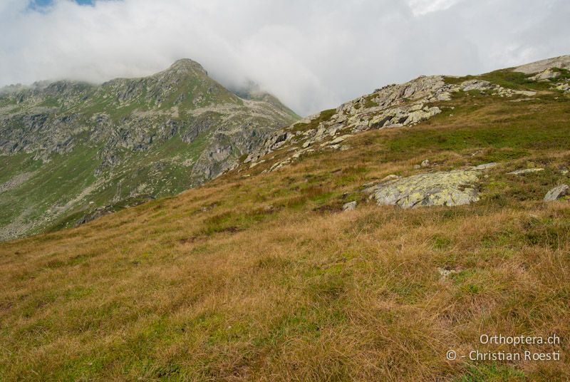 Bergwiese mit einzelnen Zwergsträuchern - CH, TI, Gotthardpass, 21.08.2009