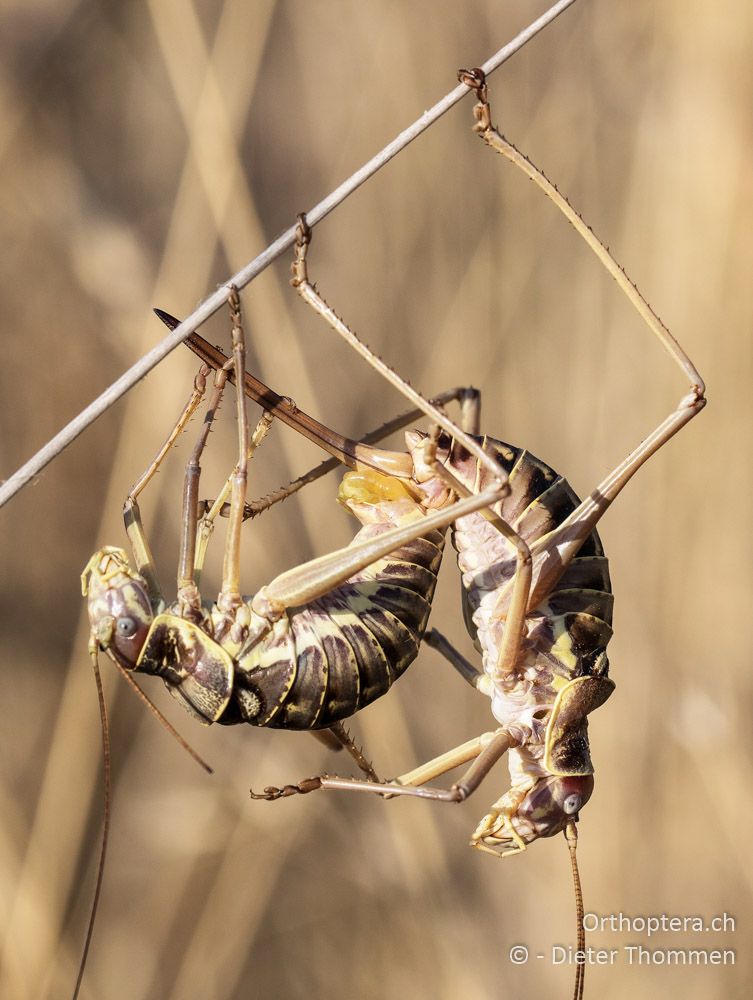Ephippiger discoidalis, Paarung - HR, Istrien, Premantura, 22.07.2015