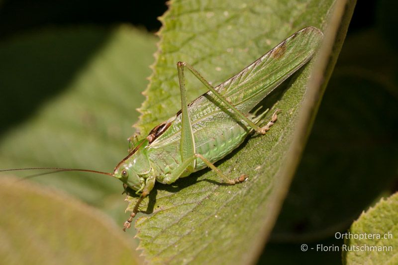 Tettigonia viridissima ♂ - CH, TG, Immenberg, 07.08.2010