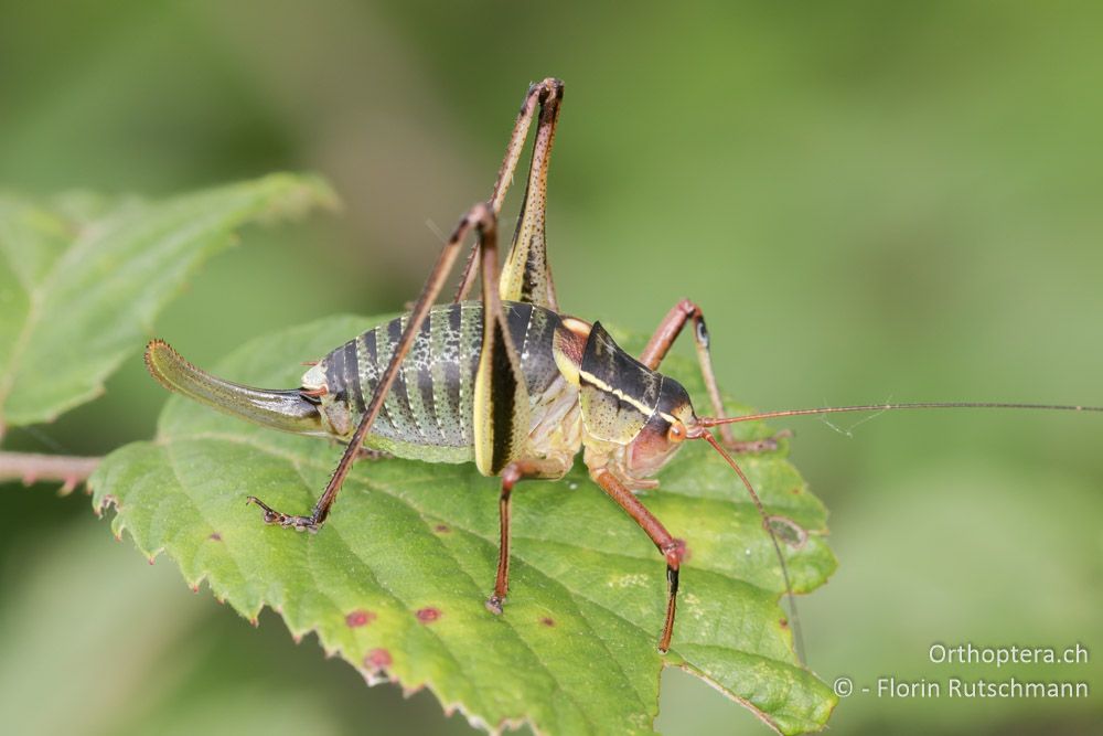 Graugrüne Säbelschrecke (Barbitistes yersini) ♀ - HR, Istrien, Bokordići, 19.06.2016