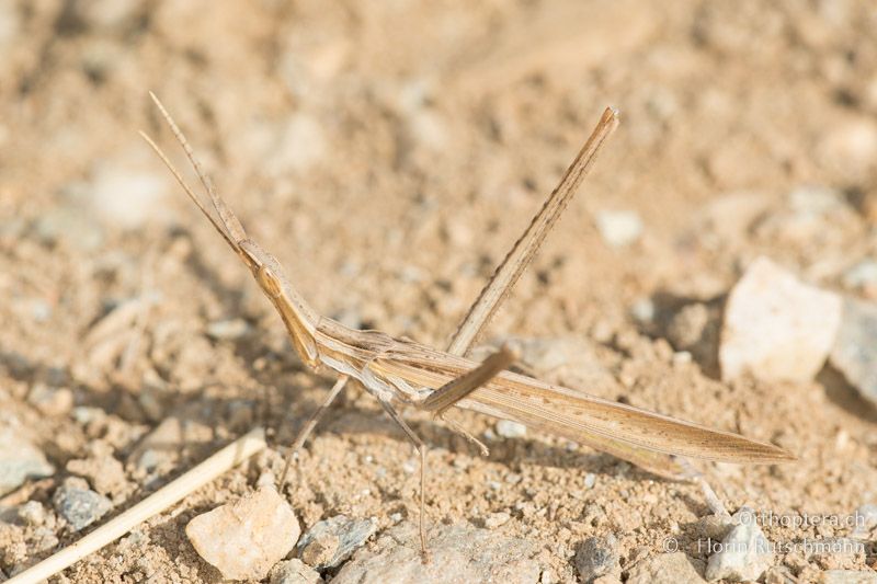 Acrida ungarica ♂ - FR, Korsika, Biguglia, 03.08.2017