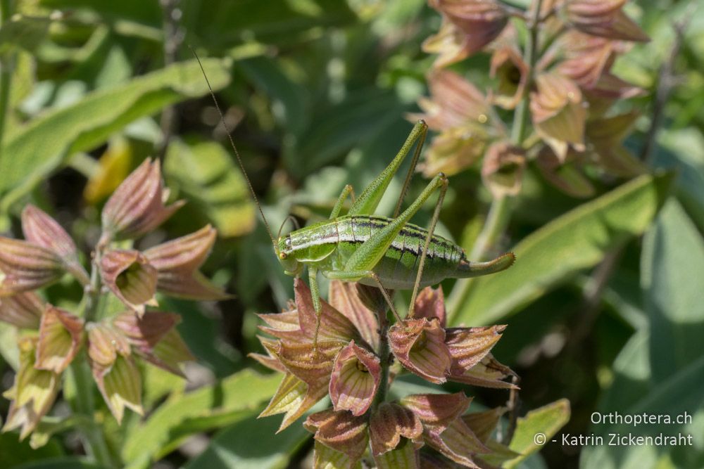 Poecilimon elegans ♀ - HR, Cres, Predošćica, 21.06.2016