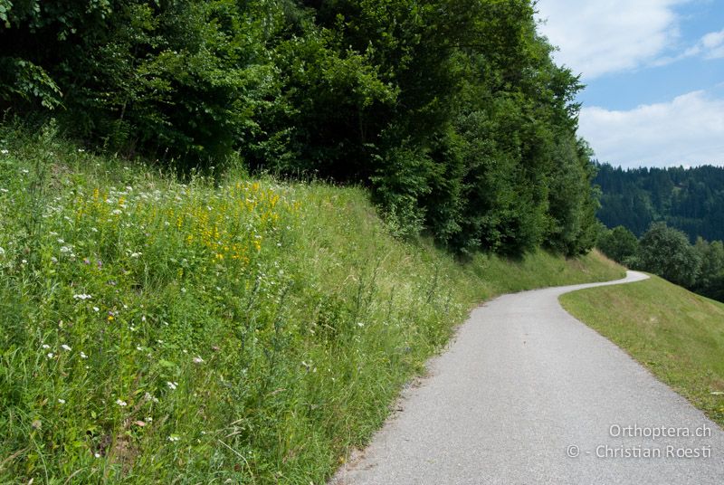 Magerwiese auf Strassenböschung - AT, Kärnten, Lavamünd, 24.06.2010